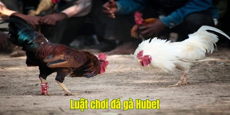 Khám phá luật chơi đá gà tại Hubet cụ thể