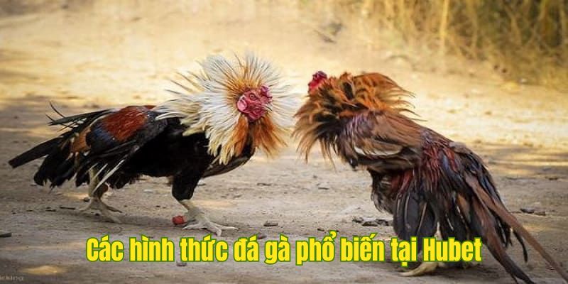 Tổng hợp những hình thức đá gà phổ biến tại Hubet