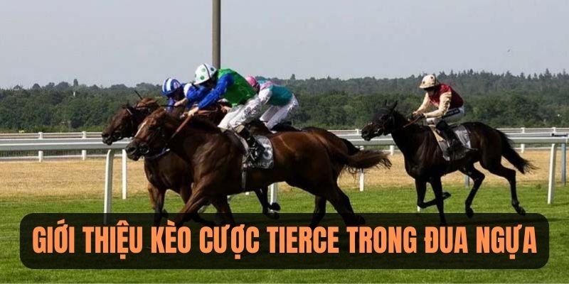 Giới thiệu kèo cược Tierce hấp dẫn trong đua ngựa